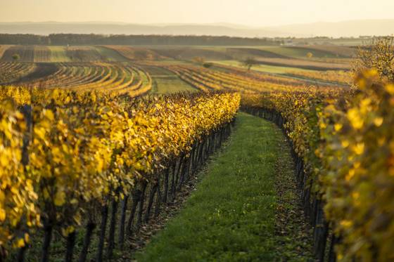 Weingärten bei Kleinhöflein (c) Burgenland-Tourismus-Gmbh Birgit Machtinger Hotel Krutzler