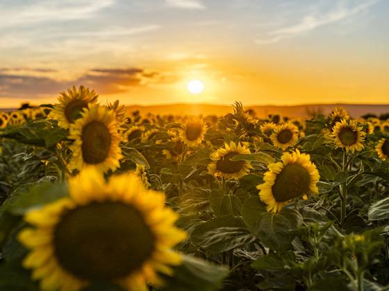 Sonnenblumen im Sonnenuntergang in der Region vom Krutzler Genussgasthof & Hotel (c) Burgenland Tourismus GmbH Birgit Machtinger