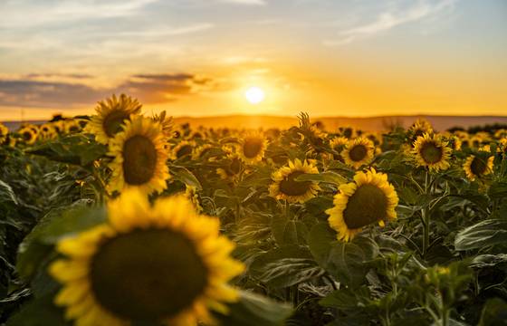 Land der Sonnenuntergänge (c) Burgenland Tourismus - Birgit Machtinger