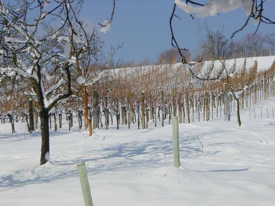 Winterlandschaft rund um den Genussgasthof & Hotel Krutzler