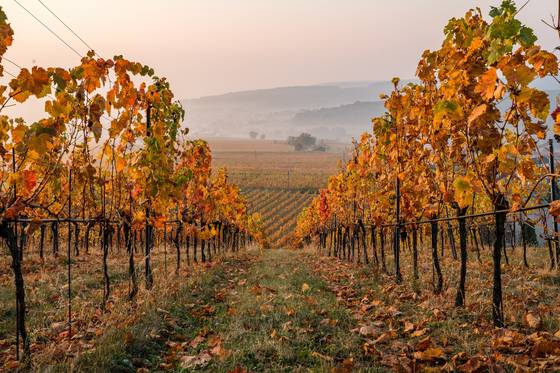 Herbst in der Weinidylle Südburgenland (c) Burgenland Tourismus - Birgit Machtinger