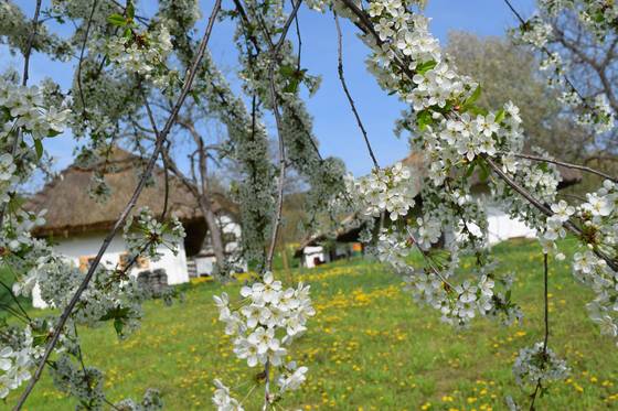 Historische Kellergasse in Heiligenbrunn im Sommer