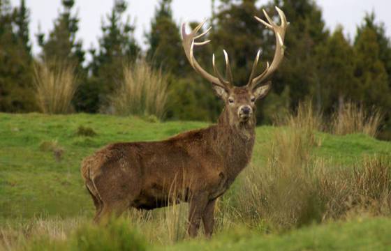 Wildtage im Genussgasthof Hotel Krutzler