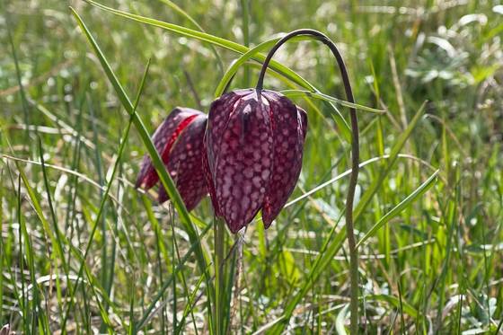 Schachblume auf einer Wiese im Südburgenland