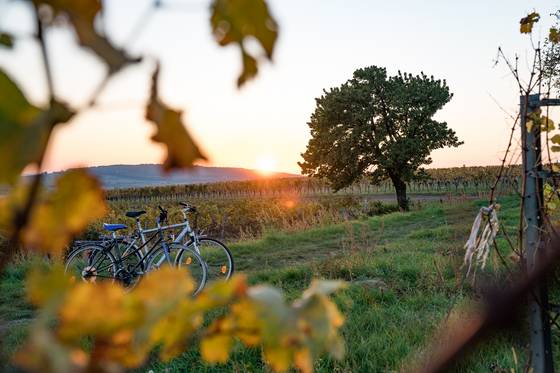 Radurlaub im Burgenland (c) Burgenland Tourismus