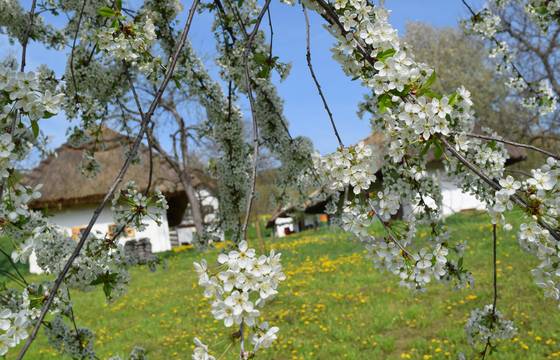 Frühling in Heiligenbrunn im Südburgenland