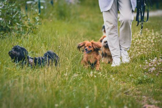 Urlaub mit Hund im Genussgasthof & Hotel Krutzler