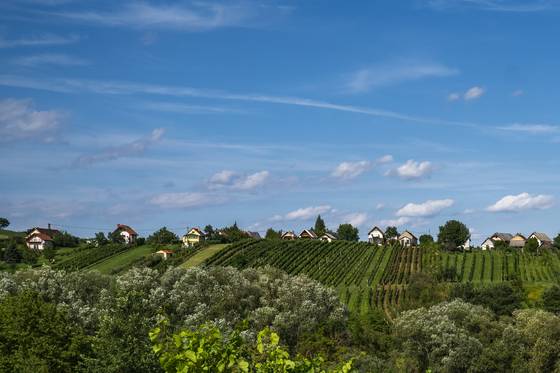 Weinidylle im Südburgenland beim Hotel Krutzler