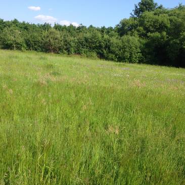 Natur in Heiligenbrunn im Südburgenland