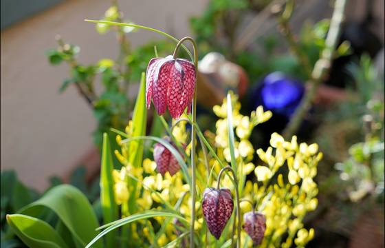 Schachblume im Burgenland