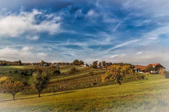 Weinberge in Burgenland